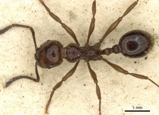Huberia striata specimen CASENT0901012 image casent0901012_1