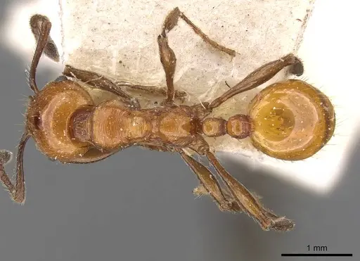 Huberia striata specimen CASENT0908669 image casent0908669_1