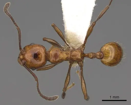 Huberia striata specimen CASENT0923013 image casent0923013_1