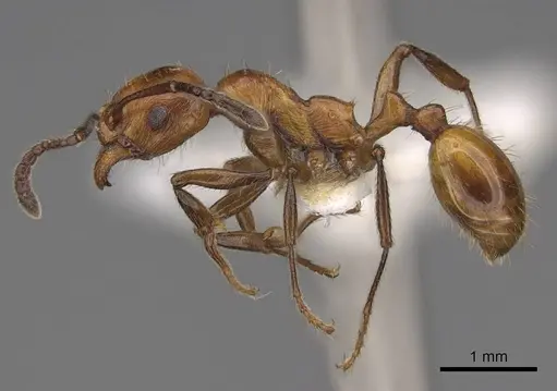 Huberia striata specimen CASENT0923013 image casent0923013_3