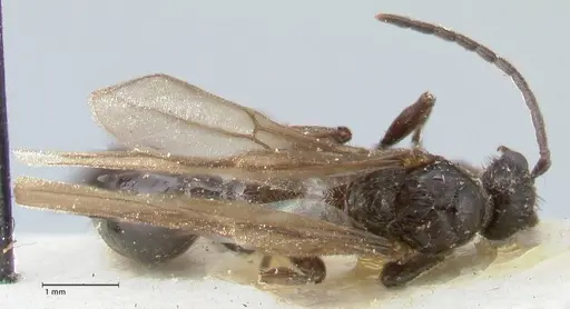 Huberia striata specimen FOCOL1677 image focol1677_1