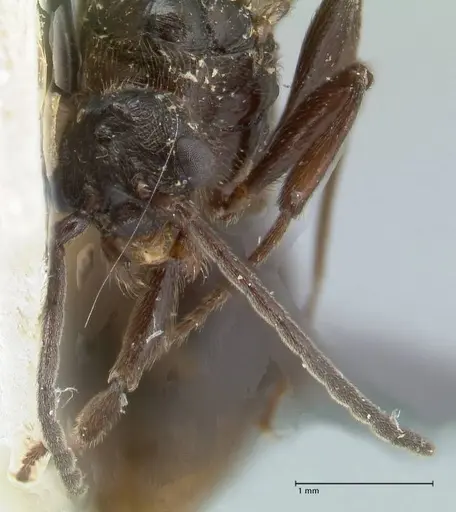 Huberia striata specimen FOCOL1677 image focol1677_2