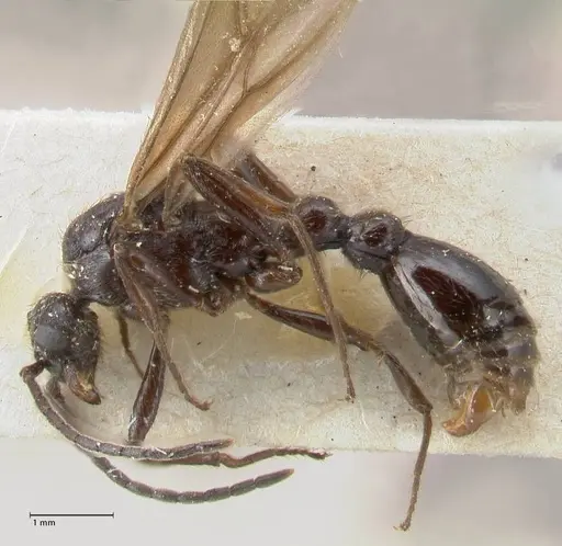 Huberia striata specimen FOCOL1677 image focol1677_3