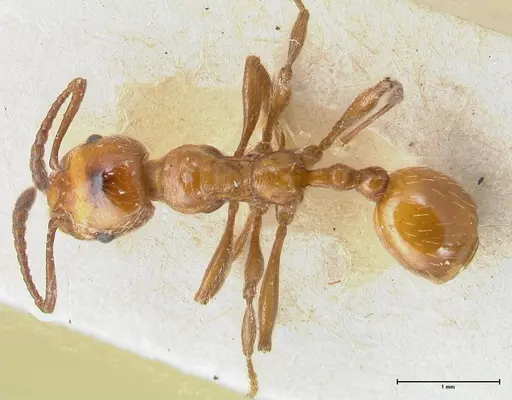 Huberia striata specimen FOCOL1678 image focol1678_1