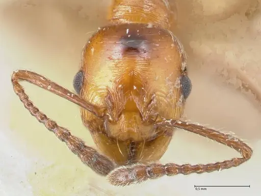 Huberia striata specimen FOCOL1678 image focol1678_2