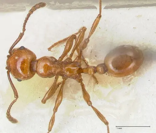 Huberia striata specimen FOCOL1679 image focol1679_1