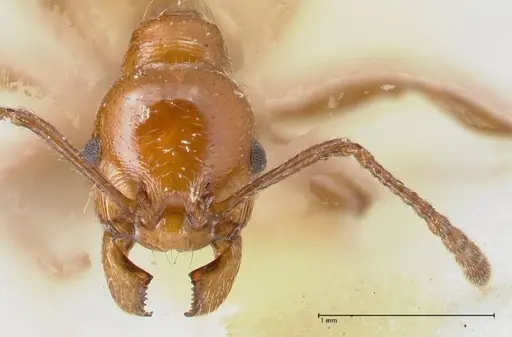 Huberia striata specimen FOCOL1679 image focol1679_2