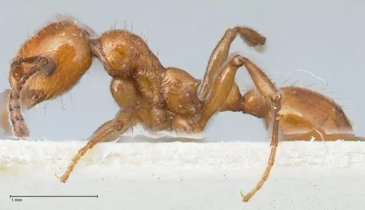 Huberia striata specimen FOCOL1679 image focol1679_3
