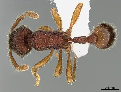 Hylomyrma adelae specimen CASENT0923619 image casent0923619_1