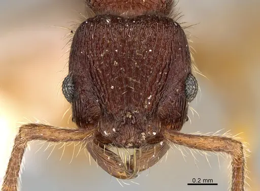Hylomyrma adelae specimen CASENT0923619 image casent0923619_2