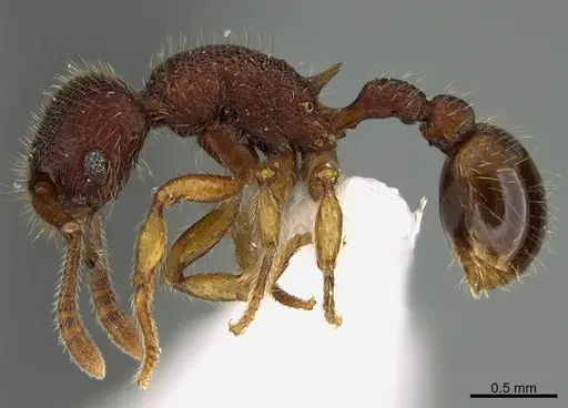 Hylomyrma adelae specimen CASENT0923619 image casent0923619_3
