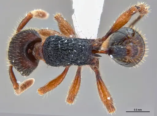 Hylomyrma balzani specimen ANTWEB1047385 image antweb1047385_1
