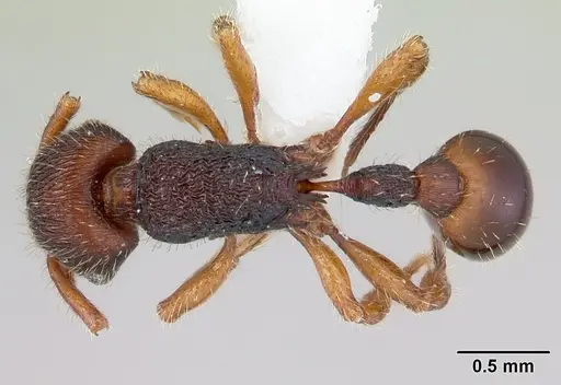 Hylomyrma balzani specimen CASENT0173968 image casent0173968_1
