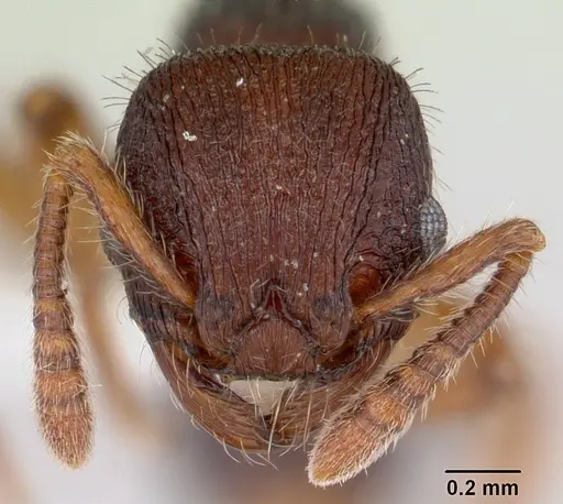 Hylomyrma balzani specimen CASENT0173968 image casent0173968_2