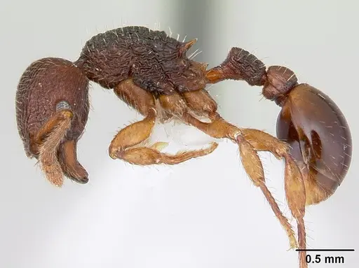 Hylomyrma balzani specimen CASENT0173968 image casent0173968_3