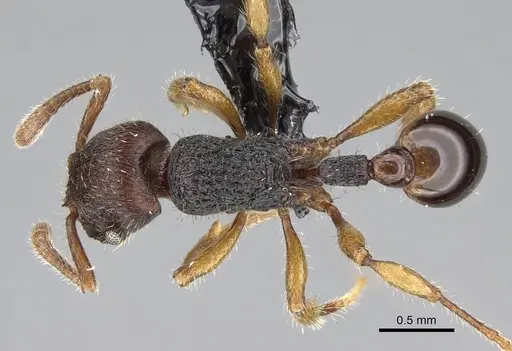Hylomyrma balzani specimen CASENT0227904 image casent0227904_1