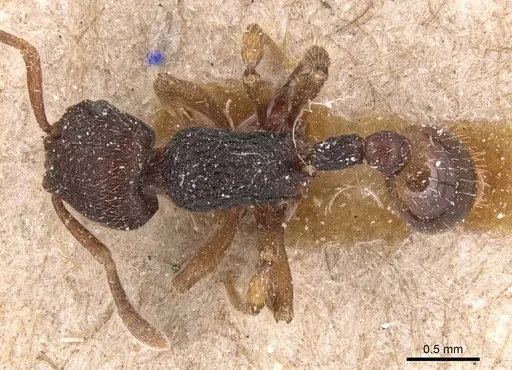 Hylomyrma balzani specimen CASENT0904862 image casent0904862_1