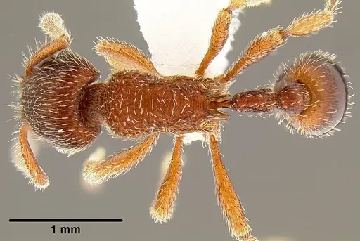 Hylomyrma blandiens specimen CASENT0106124 image casent0106124_1