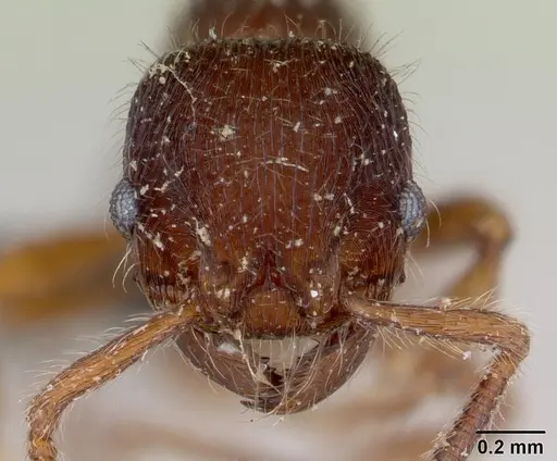 Hylomyrma blandiens specimen CASENT0178655 image casent0178655_2