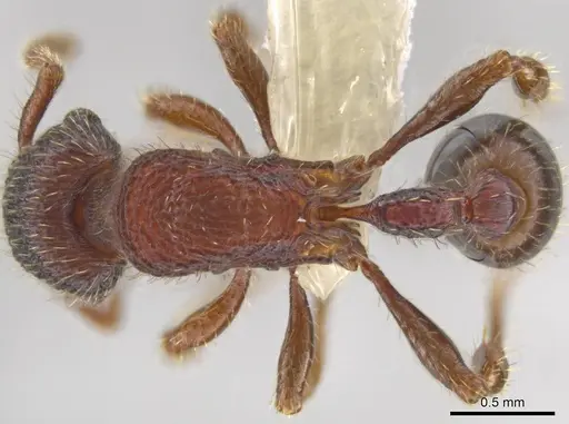 Hylomyrma blandiens specimen CASENT0633092 image casent0633092_1