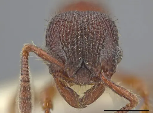 Hylomyrma blandiens specimen CASENT0633092 image casent0633092_2