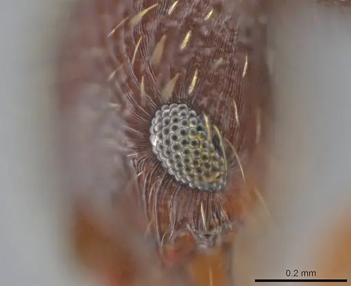 Hylomyrma blandiens specimen CASENT0633092 image casent0633092_4