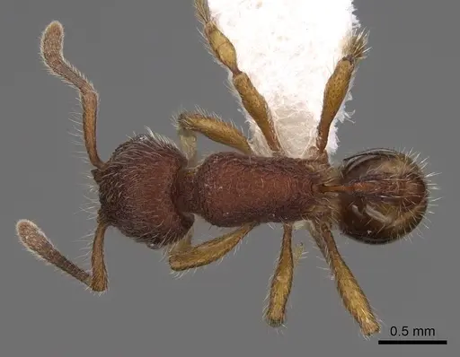 Hylomyrma blandiens specimen CASENT0923014 image casent0923014_1