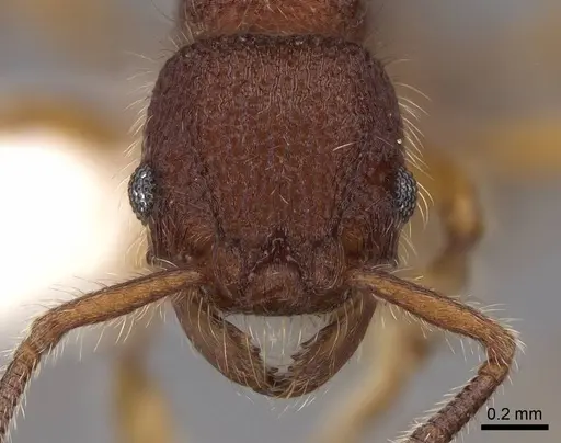 Hylomyrma blandiens specimen CASENT0923014 image casent0923014_2