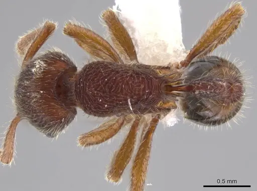 Hylomyrma blandiens specimen JTLC000015077 image jtlc000015077_1