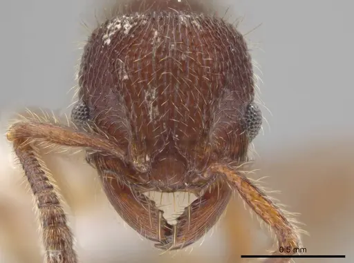 Hylomyrma blandiens specimen JTLC000015077 image jtlc000015077_2