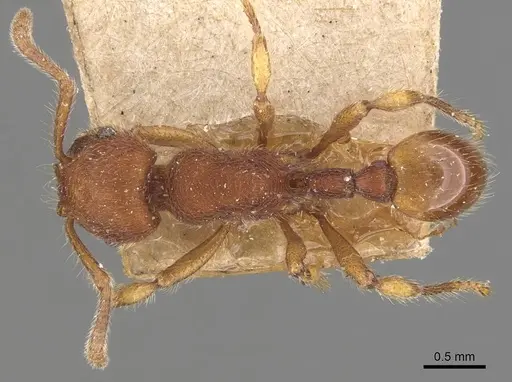 Hylomyrma columbica specimen CASENT0907676 image casent0907676_1