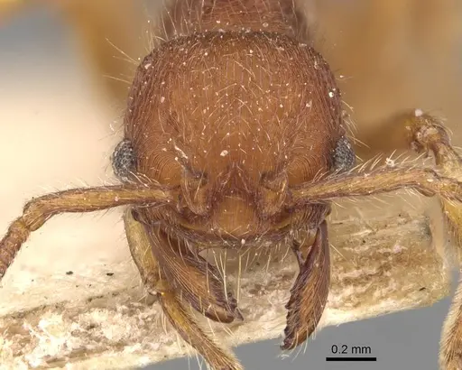 Hylomyrma columbica specimen CASENT0907676 image casent0907676_2