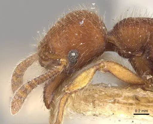 Hylomyrma columbica specimen CASENT0907676 image casent0907676_3