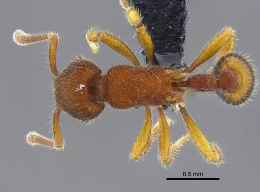 Hylomyrma columbica specimen CBUMAGENT41872 image cbumagent41872_1