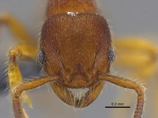 Hylomyrma columbica specimen CBUMAGENT41872 image cbumagent41872_2