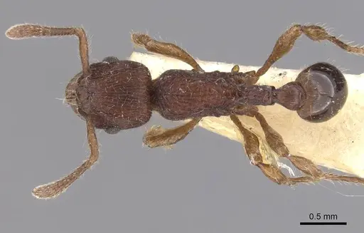 Hylomyrma dentiloba specimen CASENT0913528 image casent0913528_1