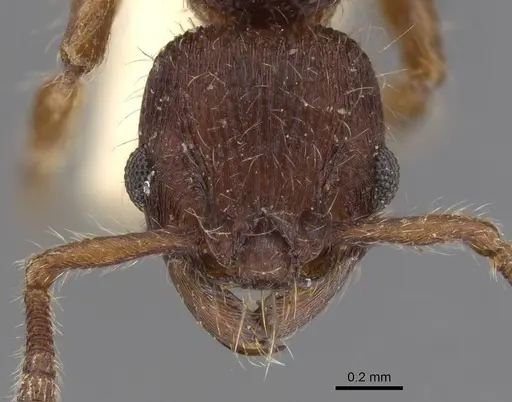 Hylomyrma dentiloba specimen CASENT0913528 image casent0913528_2