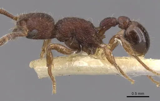 Hylomyrma dentiloba specimen CASENT0913528 image casent0913528_3