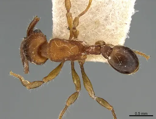 Hylomyrma dentiloba specimen CASENT0923620 image casent0923620_1
