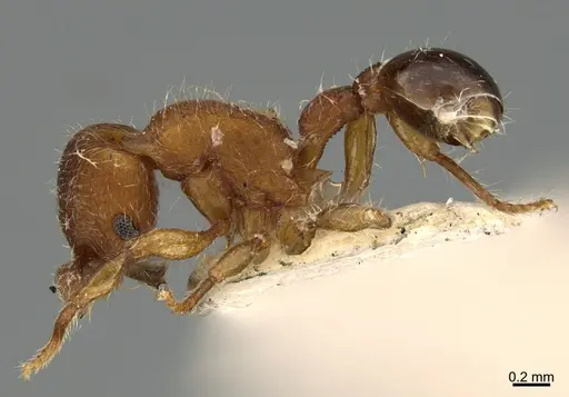 Hylomyrma dentiloba specimen CASENT0923620 image casent0923620_3