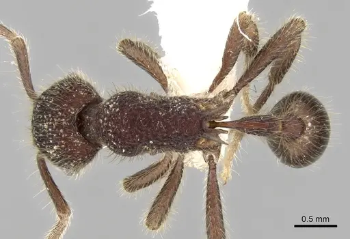 Hylomyrma immanis specimen CASENT0280842 image casent0280842_1