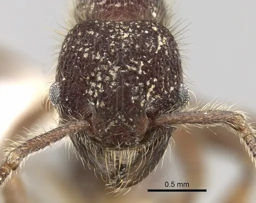 Hylomyrma immanis specimen CASENT0280842 image casent0280842_2