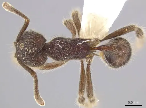Hylomyrma immanis specimen CASENT0637527 image casent0637527_1