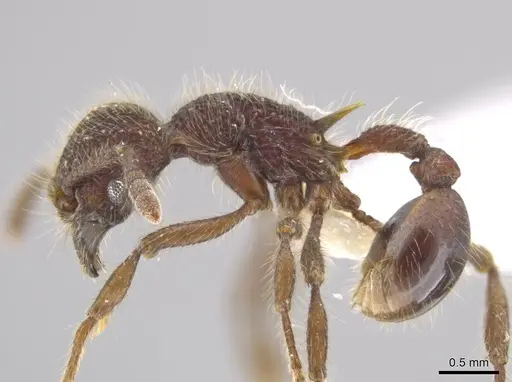 Hylomyrma immanis specimen CASENT0637527 image casent0637527_3