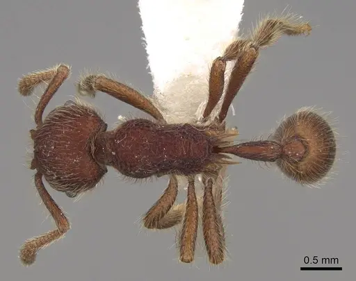Hylomyrma immanis specimen CASENT0923016 image casent0923016_1