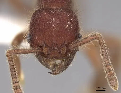 Hylomyrma immanis specimen CASENT0923016 image casent0923016_2