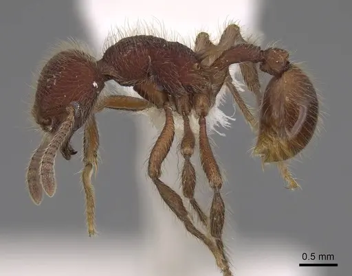 Hylomyrma immanis specimen CASENT0923016 image casent0923016_3