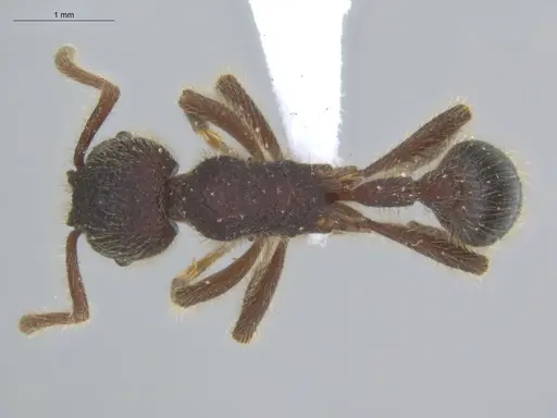 Hylomyrma immanis specimen ECOFOG-IT14-0421-16 image ecofog-it14-0421-16_1