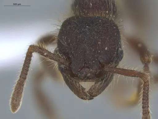 Hylomyrma immanis specimen ECOFOG-IT14-0421-16 image ecofog-it14-0421-16_2