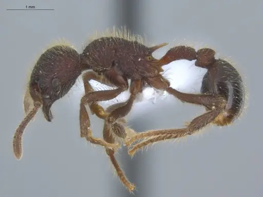 Hylomyrma immanis specimen ECOFOG-IT14-0421-16 image ecofog-it14-0421-16_3